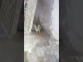 القط هارب مني القط هارب مني