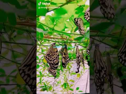 لو لقيت الفرح فيا ورده