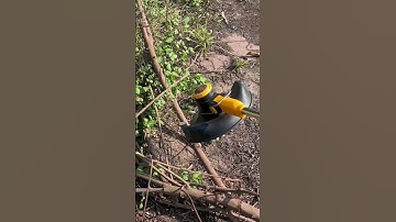 Cắt cỏ chạy pin HUKAN động cơ không chổi than siêu khoẻ. Kết hợp pin đóng Tùng Anh 4.0Ah. 0869063635