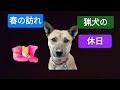 猟犬 春の休日 2026年3月下旬