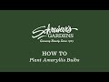 How To Plant Amaryllis Bulbs