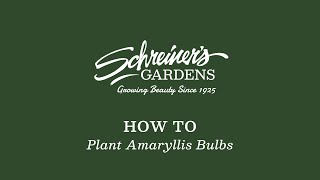 How To Plant Amaryllis Bulbs