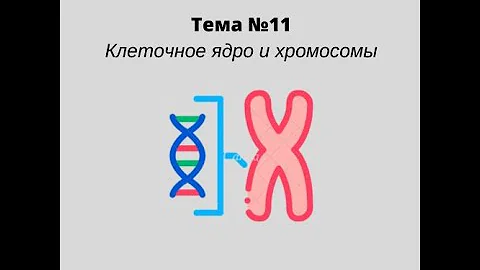 Ядро и хромосомы эукариотической клетки