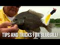 Tips and Tricks for Bluegill!