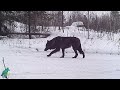 Stunning rare black wolf in northern minnesota