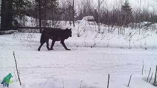 Stunning rare black wolf in northern Minnesota