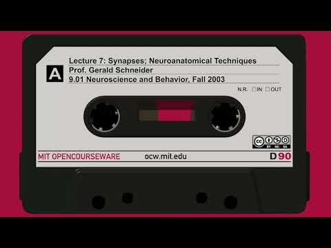 Lecture 7: Synapses;