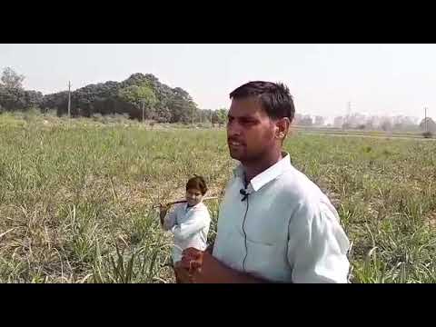 Sugarcane farmer Kairana 4