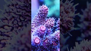 Acropora Millepora Malaysia- AK Metallic Pink