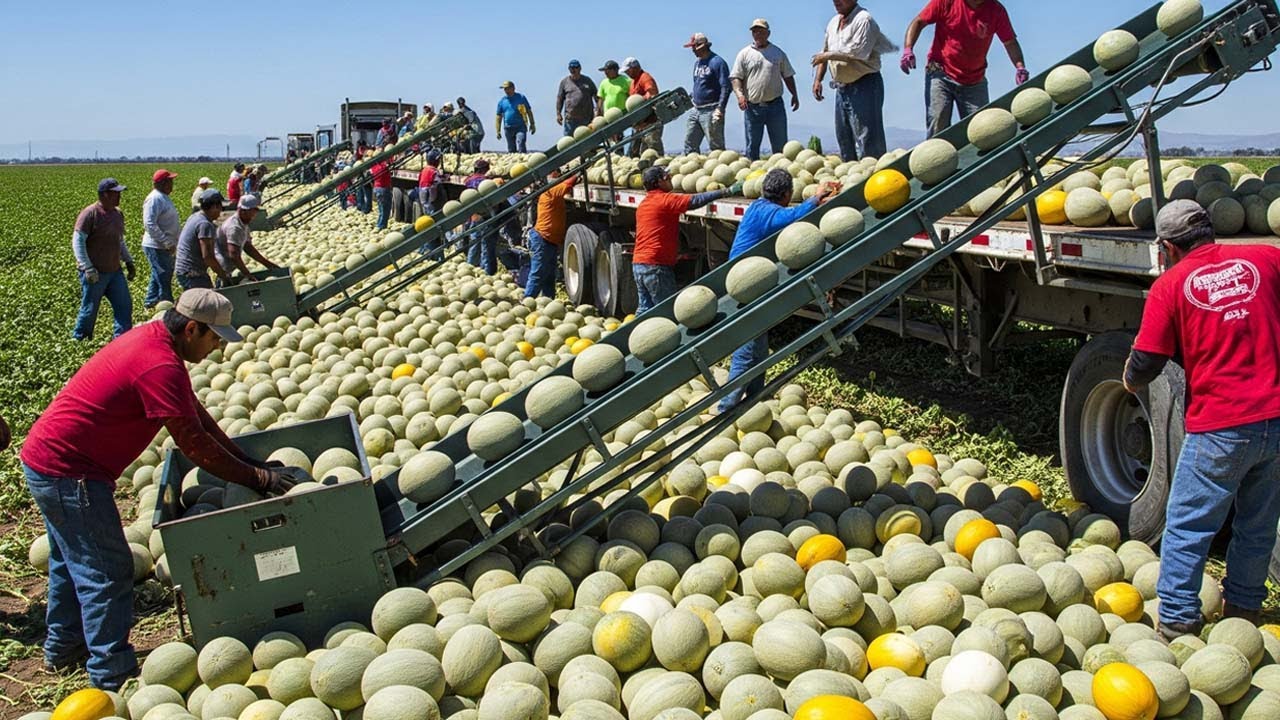 Epic Harvest Season: 100+ Unbelievable Fruit & Veggie Hauls Across America – Relaxing Harvest