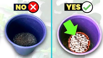 5 EASY Tips To Improve The Drainage of Your Fiddle Leaf Fig