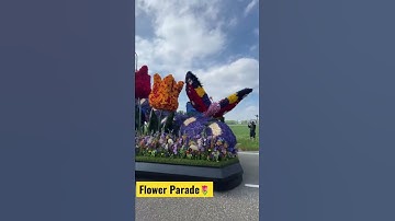 Flower Parade 🌷#shorts #youtubeshorts #flowers #parade #nature