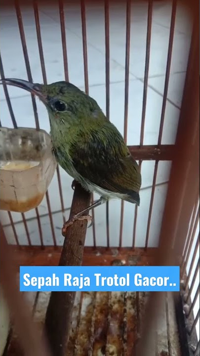 Sepah Raja Trotol NGALAS.. #burung #burungkicau #kolibri