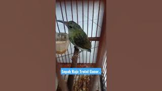 Sepah Raja Trotol NGALAS.. #burung #burungkicau #kolibri