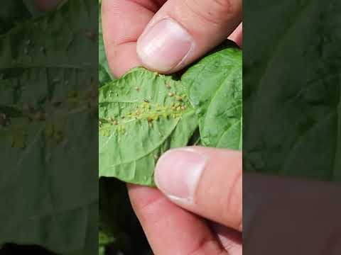 Videó: Hasznos rovar. Katicabogár, földi bogár, méhecske, fűzés. A kert védelmezői