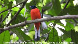 Scarlet-rumped Trogon (Male) @ Chiu S C DSCN4996