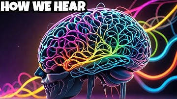 The Amazing Journey of Sound From Ear to Brain!