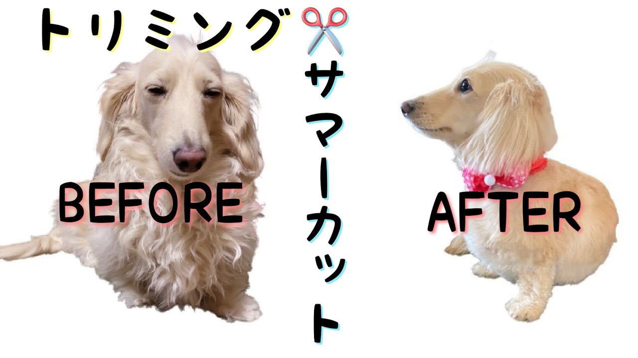 5 サマーカット 春 トリミングに行ってきた ミニチュアダックスフンド Youtube