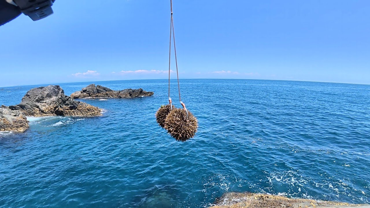 夏の最強餌！バフンウニを持って兵庫県「沼島」の磯でかぶせ釣りしてみたら…