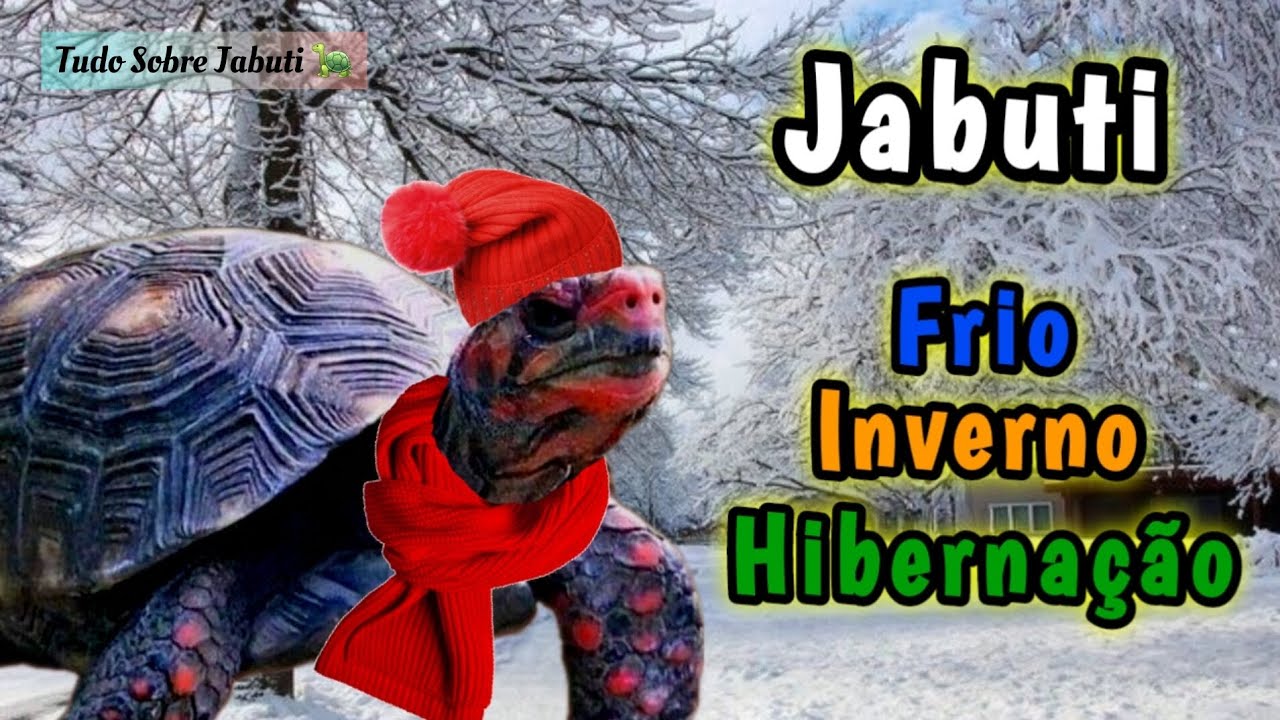Como cuidar do Jabuti no Inverno. Jabuti Hiberna?