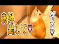 外に出たい猫と対話してみた