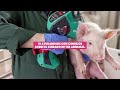 Porcinolosabes, el perfil en redes sociales que refuerza nuestro compromiso con el sector porcino