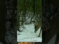 still a good buck for extended archery#deer #archery#hunting #wildlife #short