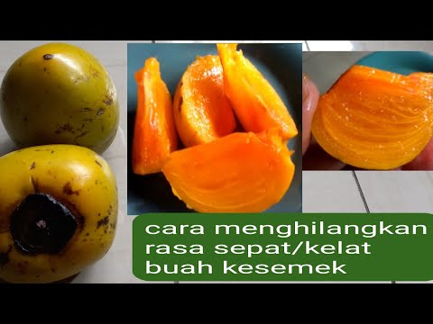 Video: Memetik Buah Kesemak - Ketahui Cara Dan Bila Untuk Memetik Kesemak