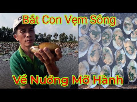 Video Anh Em Ra Ruộng Sen Bắt Con Vẹm Sông Về Nướng Mỡ Hành... - youtube