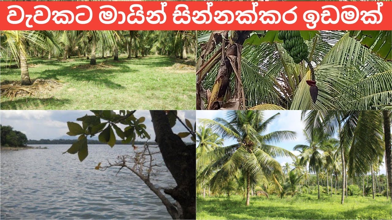 වැවකට මායින් සින්නක්කර සුපිරි ඉඩමක් idam lanka coconut land sale in