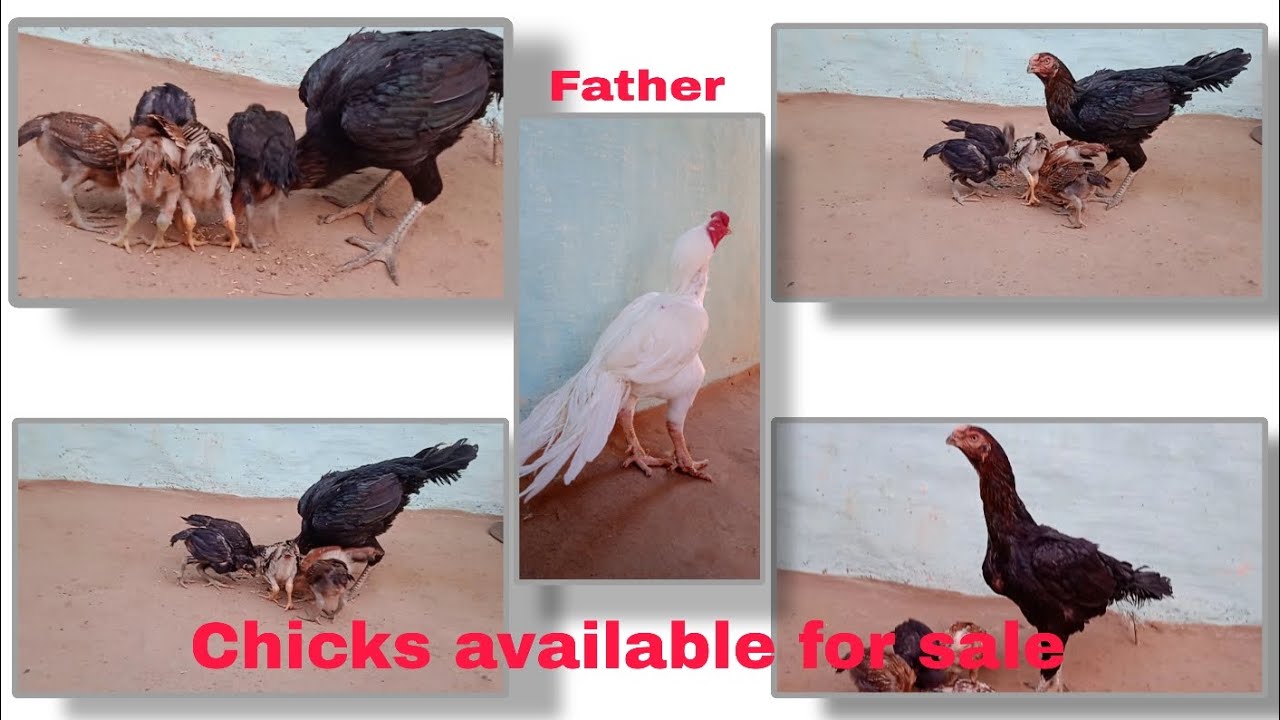 1.5 month shorts beak chicks available for sale 