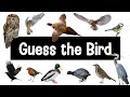Guess the Bird | 30 British Bird Calls