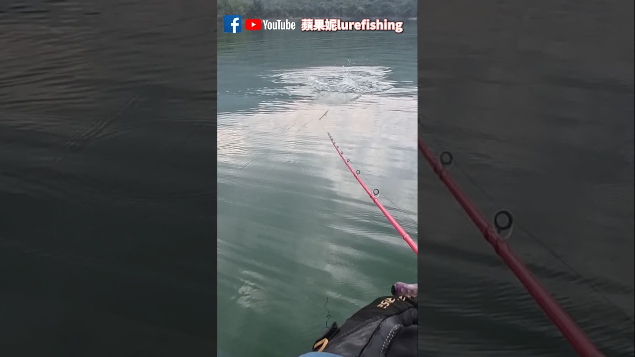 換氣精算師。最近換氣也越咬越貓了 #路亞釣魚 #魚虎 #lurefishing 縮圖