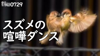 0729【スズメの喧嘩ダンスと親子餌やり】カルガモ親子。カワセミ筆毛。カラス、キセキレイ、キジバト等 鶴見川水系恩田川でコンデジ野鳥撮影 #身近な生き物語 #カルガモ親子 #スズメ