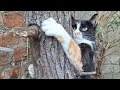 Roma feliz.🌱🐱🥰