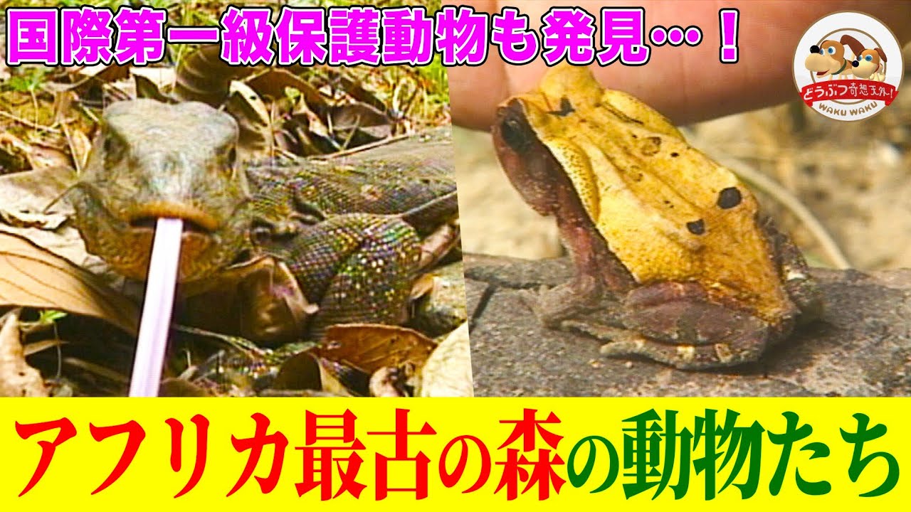 [Профессор Сэнгоку] Приключение в старейшем девственном лесу Африки, который находится под строги...