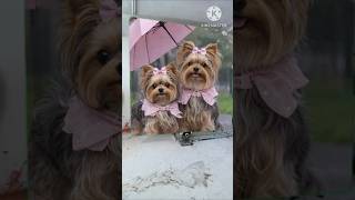 #dog #dogs #doglove #dogshorts #doglife #doglove #dogvideos #dogtraining #dogsofinstagram