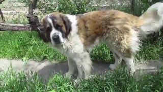 Паутинный клещ на винограде. Закалка саженцев. Паутинный клещ на винограде. Закалка саженцев.