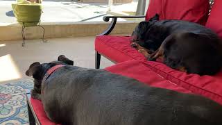 BELLA,SAMSON,GRACIE & MARY"ANGELS😇🐾"#shorts #rottweilers #pitbull #germanshepherd #dogs #dogslife