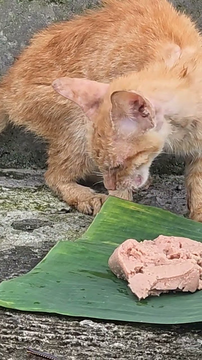 Abandoned cat, fed with love and compassion. #cat  #animals #feed #care #love