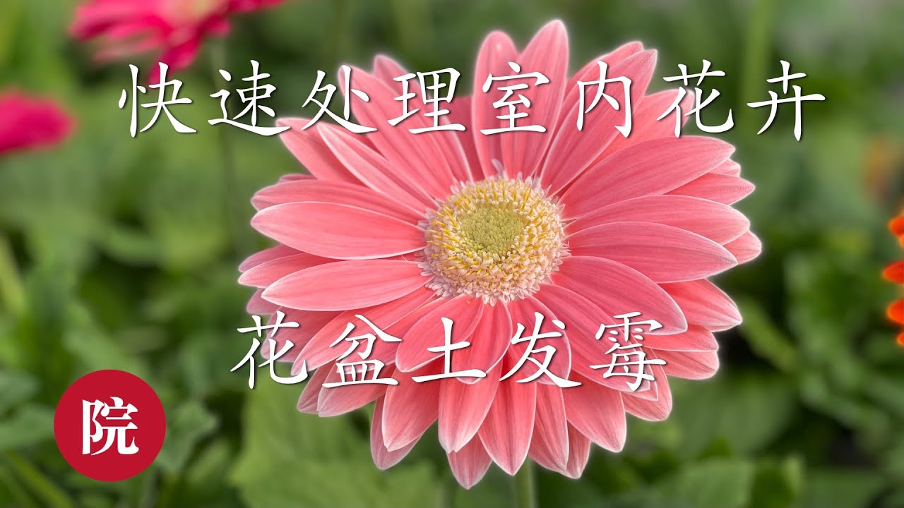 彬彬有院 花 453简单有效地处理家庭室内花卉盆土发霉问题 Youtube