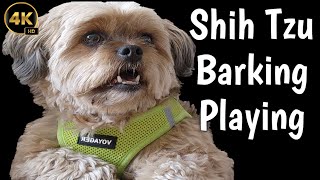 Funny Dogs Barking Compilation: Can Your Dog Resist?