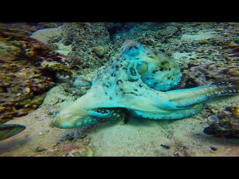 მოგზაურის ჩანაწერები 18