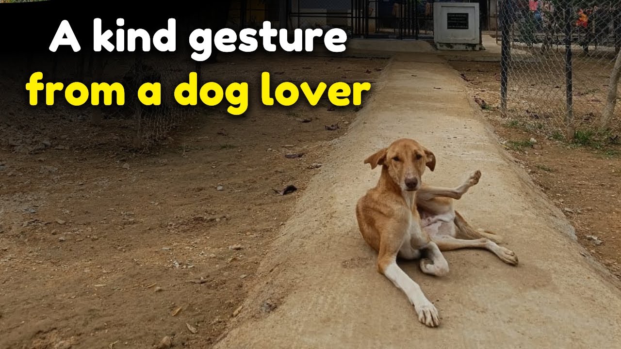 Dog lover offers her kindness to VOSD Dogs | Sponsor a Meal - YouTube