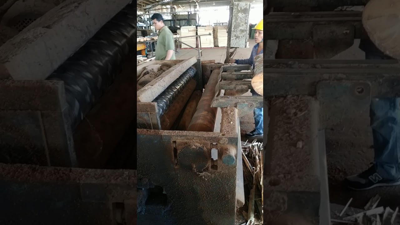 Acacia Tree Process to make a paper