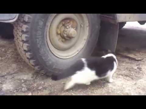 Video: Ako Vycvičiť Mačku V Používaní Dverí Pre Mačky