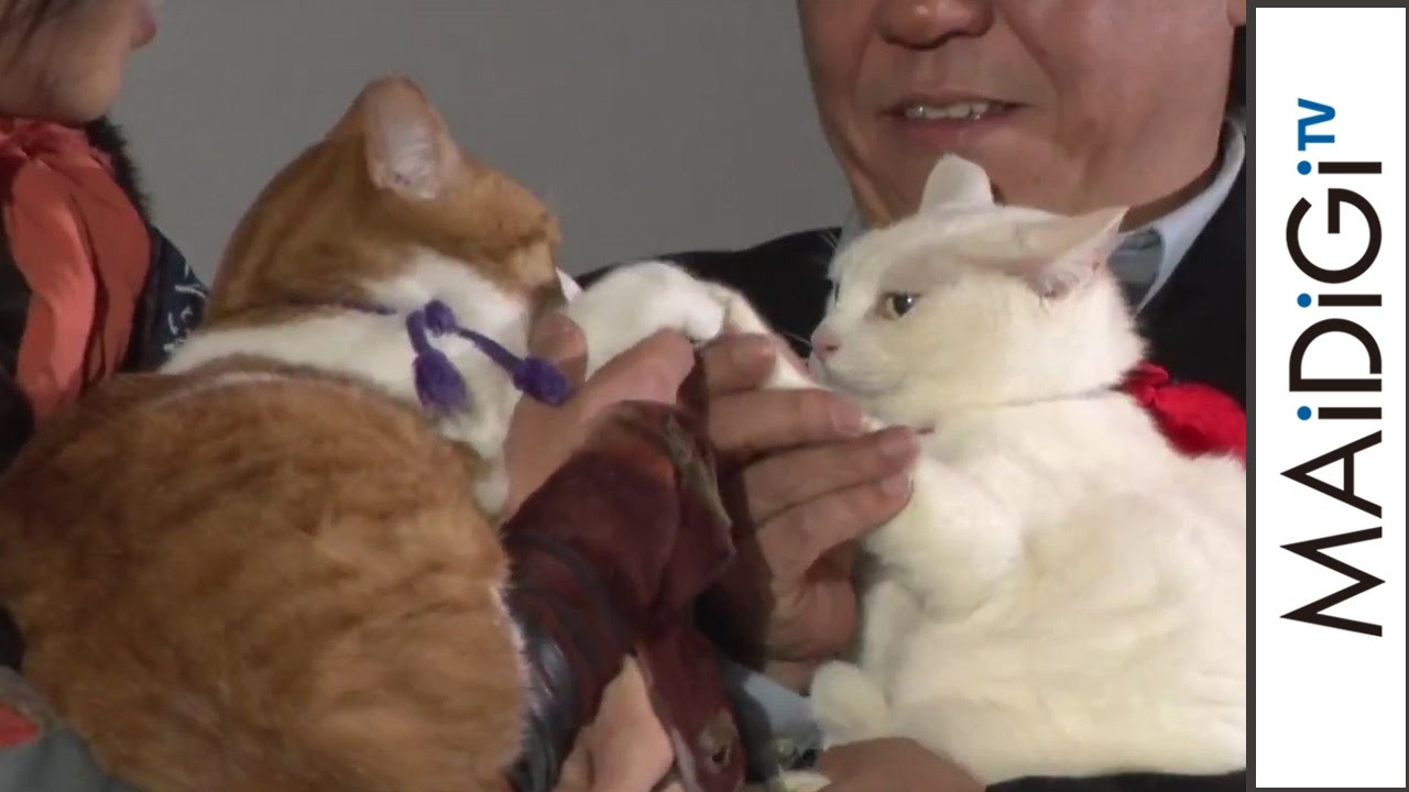 人気猫 金時 あなごの登場に歓声 バトンタッチ も披露 ドラマ 猫忍 試写会2 Youtube