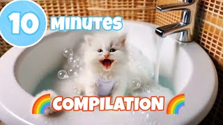 ⭐*10 MINUTES CUTE CAT COMPILATION*⭐🌈🐱 -FUNNY CAT-🐱🌈