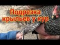 Как подрезать крылья курам, чтобы не летали: правила и инструменты.