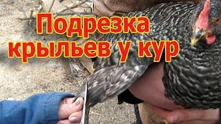 Подрезка крыльев у кур // Правильная обрезка перьев (укр.)